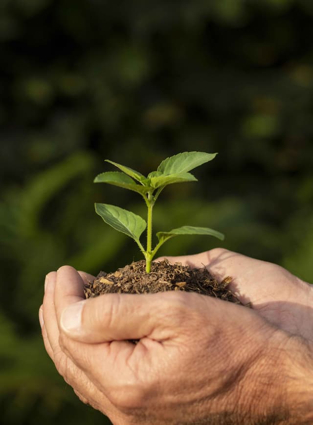 Plante