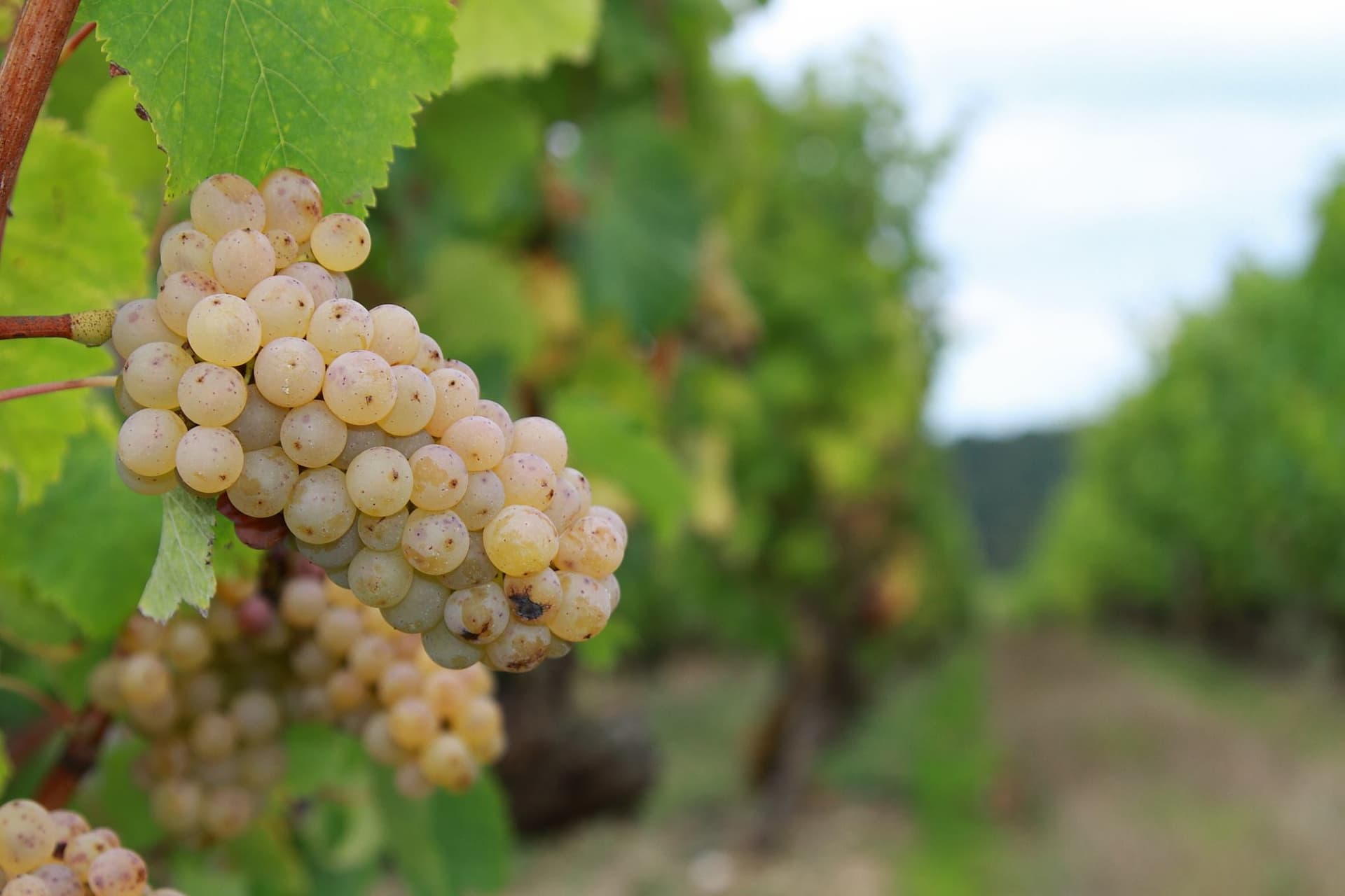Photo de la boutique de Vignobles Chéneau