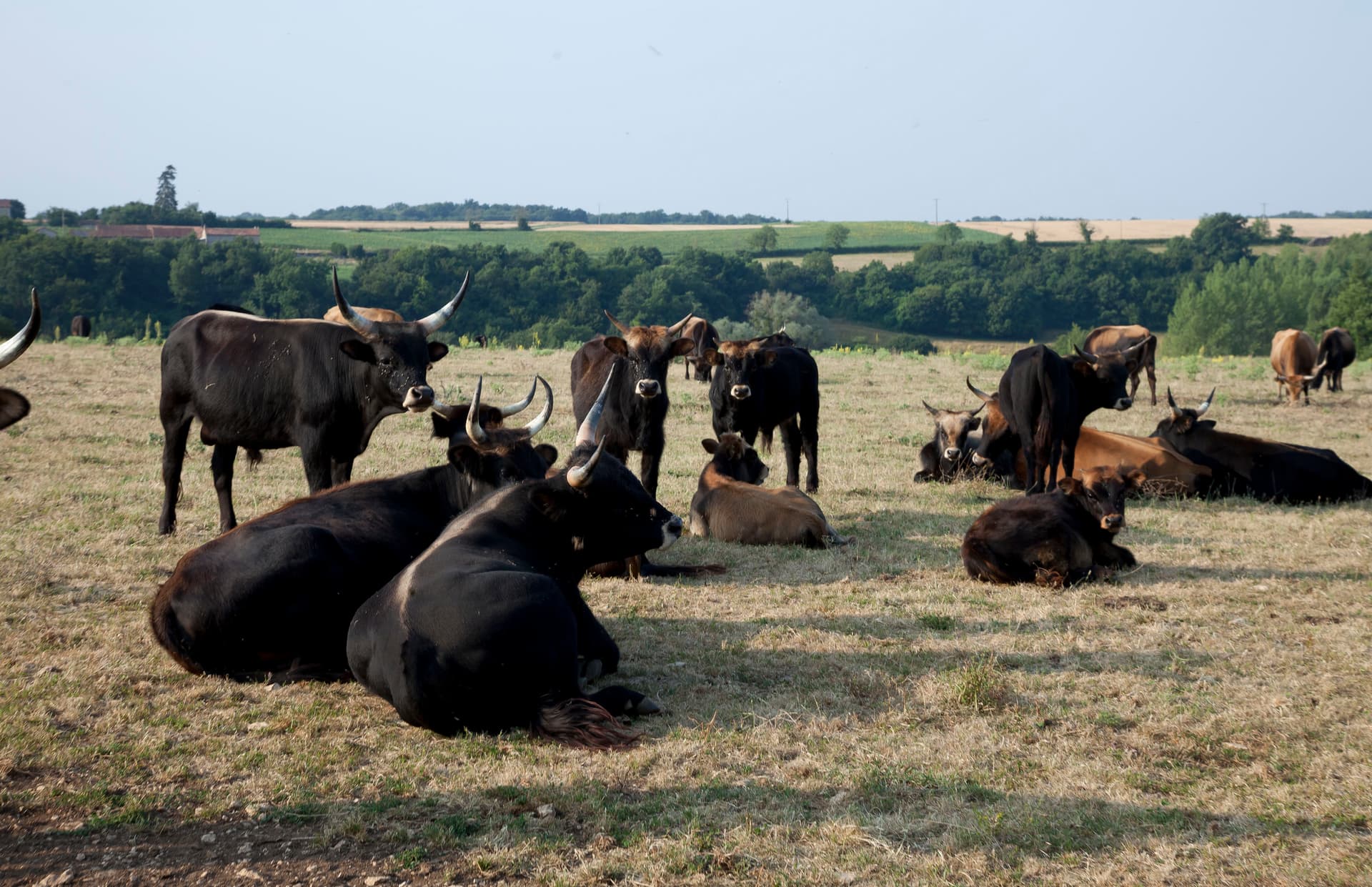 Photo de la boutique de L'AUROCHS VERT