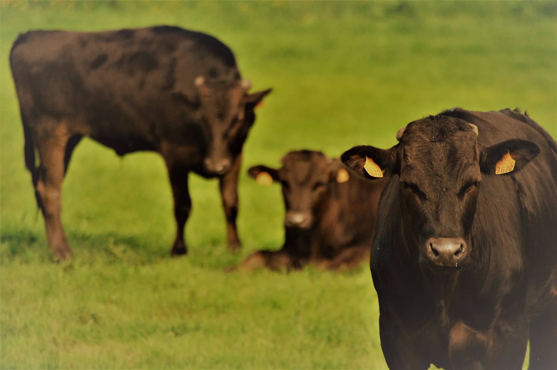 Photo de la boutique de Wagyu des Deux Baies