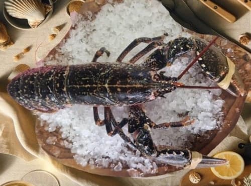 Homard Bleu Européen Vivant - Photo 1 sur 1
