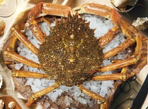 Araignée de Mer Vivante - Photo 1 sur 1