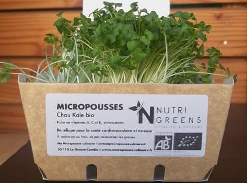 Micro pousses de chou kale Bio 8 barquettes