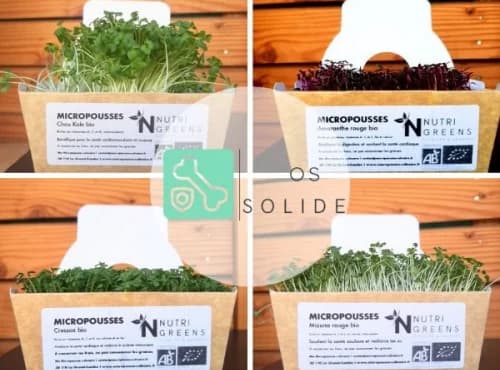 Micro pousses Pack Os solide (Kale, brocoli, cresson, moutarde) 4 barquettes