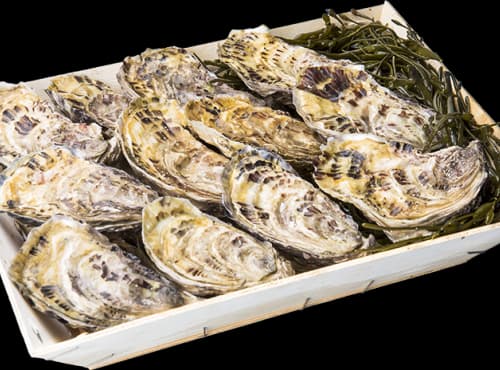 Huîtres de Paimpol N°3