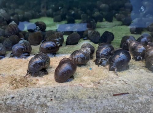 Bigorneaux vivants calibre gros
